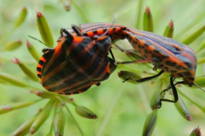 <i>Graphosoma italicum</i>