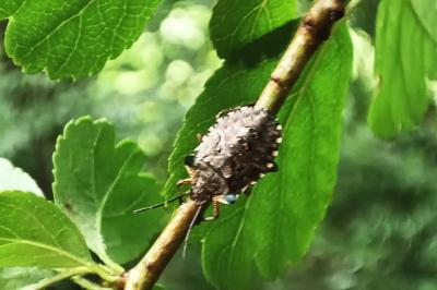 <i>Pentatoma rufipes</i>