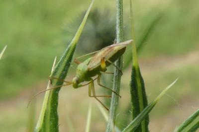<i>Closterotomus norwegicus</i>