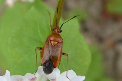 <i>Deraeocoris ruber</i>