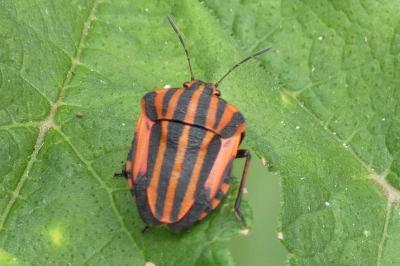 <i>Graphosoma italicum</i>