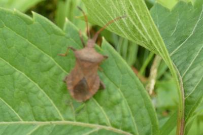 <i>Coreus marginatus</i>