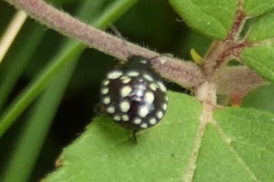 <i>Nezara viridula</i>