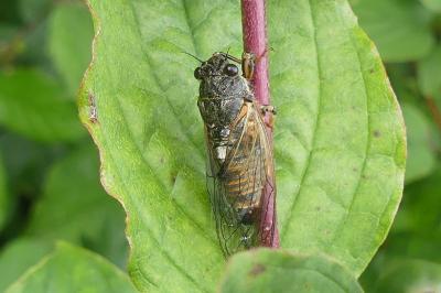 <i>Cicadetta</i>