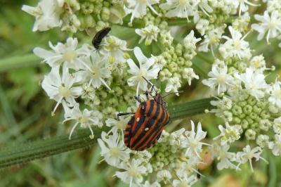 <i>Graphosoma italicum</i>
