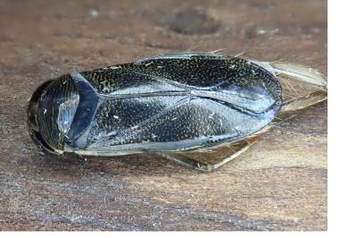 <i>Corixa punctata</i>