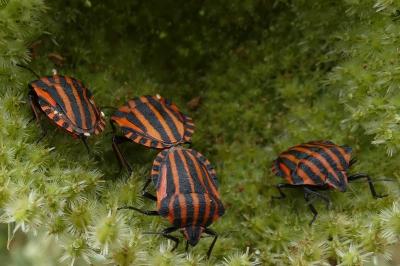 <i>Graphosoma italicum</i>