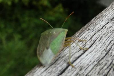 <i>Nezara viridula</i>