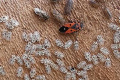 <i>Melanocoryphus albomaculatus</i>
