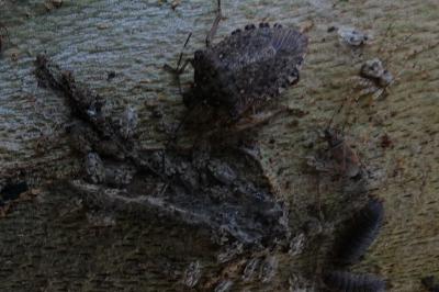 <i>Halyomorpha halys</i>