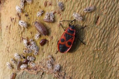 <i>Pyrrhocoris apterus</i>