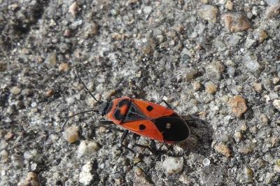 <i>Melanocoryphus albomaculatus</i>