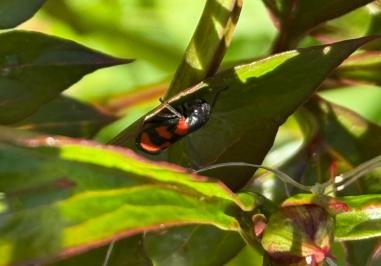 <i>Cercopis vulnerata</i>