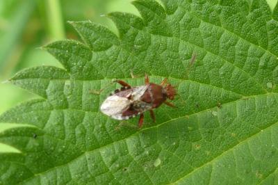 <i>Rhopalus subrufus</i>