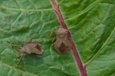 <i>Coreus marginatus</i>