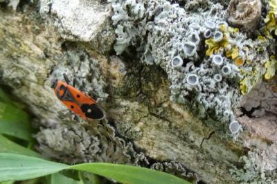<i>Melanocoryphus albomaculatus</i>