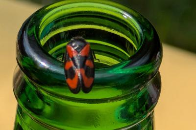 <i>Cercopis vulnerata</i>