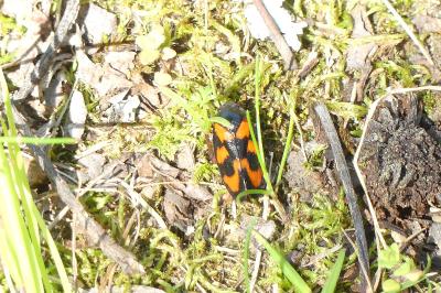 <i>Cercopis vulnerata</i>