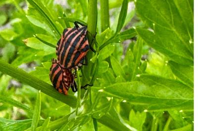 <i>Graphosoma italicum</i>