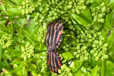 <i>Graphosoma italicum</i>