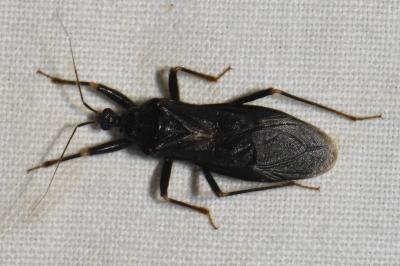 <i>Reduvius personatus</i>
