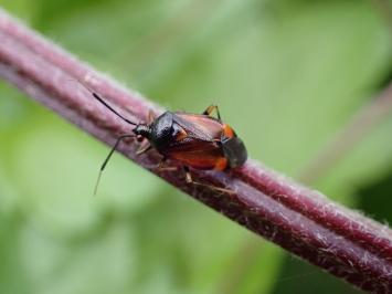 <i>Deraeocoris ruber</i>