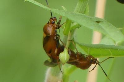 <i>Deraeocoris ruber</i>