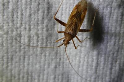 <i>Phytocoris</i>