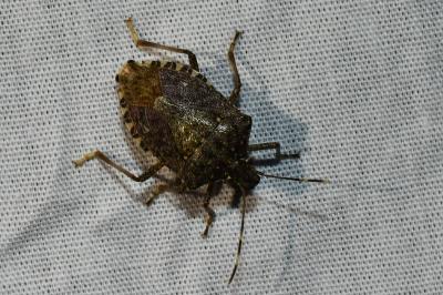 <i>Halyomorpha halys</i>