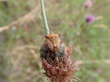 <i>Carpocoris mediterraneus</i>