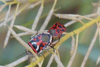 <i>Eurydema ornata</i>