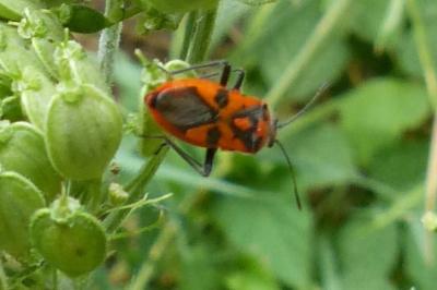 <i>Corizus hyoscyami</i>