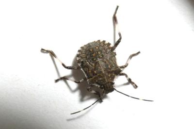 <i>Halyomorpha halys</i>