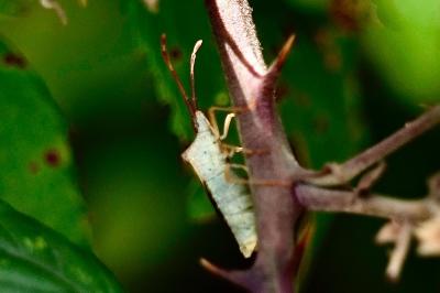 <i>Gonocerus acuteangulatus</i>