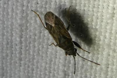 <i>Peritrechus gracilicornis</i>