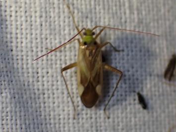 <i>Adelphocoris</i>