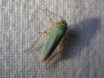 <i>Cicadella viridis</i>