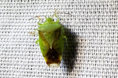 <i>Elasmostethus</i>