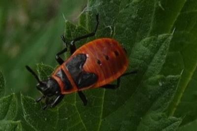 <i>Pyrrhocoris apterus</i>