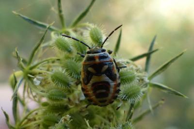 <i>Eurydema ornata</i>