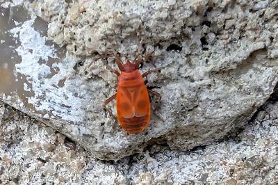 <i>Pyrrhocoris apterus</i>