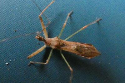 <i>Nagusta goedelii</i>
