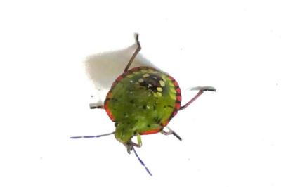 <i>Nezara viridula</i>