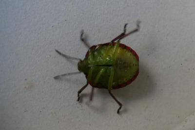 <i>Nezara viridula</i>