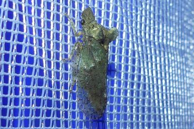 <i>Ledra aurita</i>