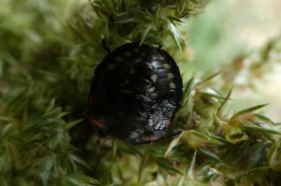 <i>Nezara viridula</i>