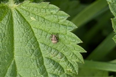 <i>Stictopleurus</i>