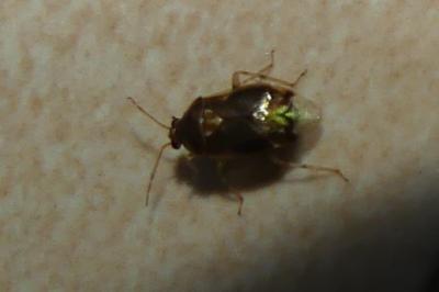 <i>Deraeocoris lutescens</i>