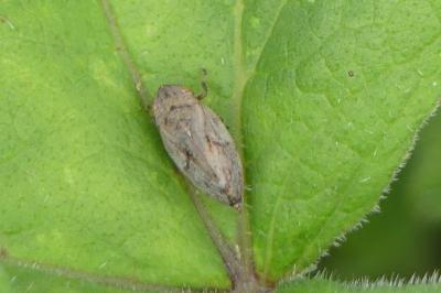 <i>Philaenus spumarius</i>