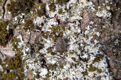 <i>Halyomorpha halys</i>